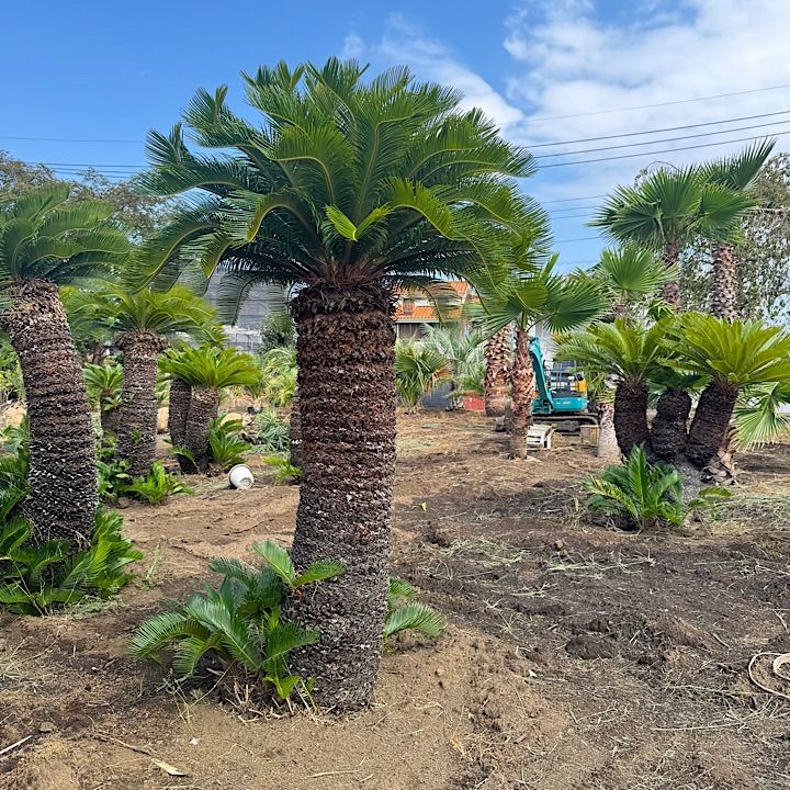 幹太】 ソテツ 2m - メルカリ