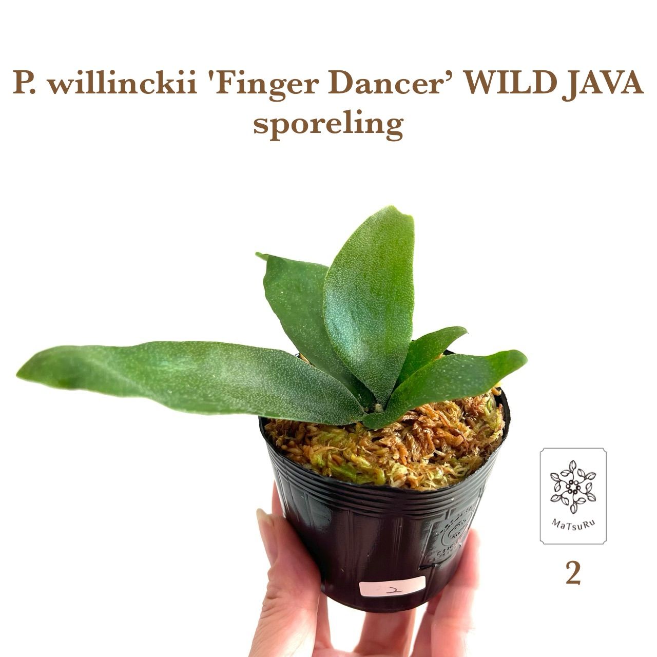 P. willinckii 'Finger Dancer' WILD JAVA ウィリンキーフィンガーダンサー 胞子培養 ビカクシダ ポット苗【２ 】(肥料おまけ付き) - メルカリ