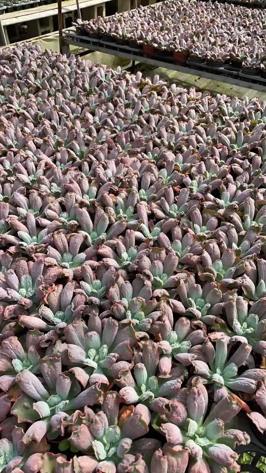 15株の抜き苗セット】エケベリア・バロンボールド 多肉植物 佐川急便