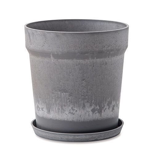 安心の発根済株/接木/鉢込】 パンダガジュマル 斑入 コンパクトサイ