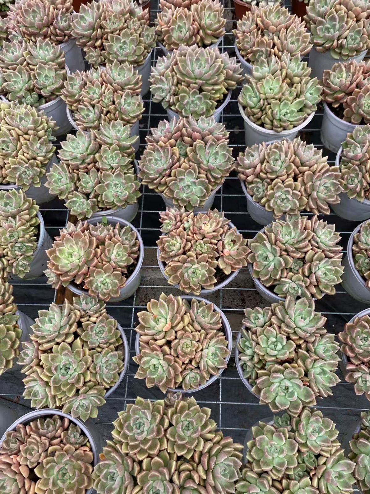 ZM1731×30 ゴールド美人 抜き苗 多肉植物 アエオニウム エケベリア 韓国苗