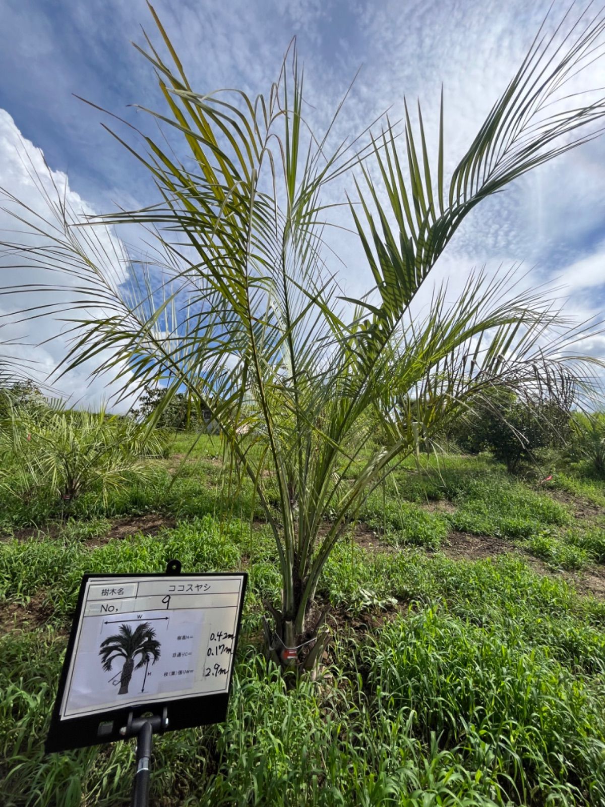 ココスヤシ No9 【公式通販】