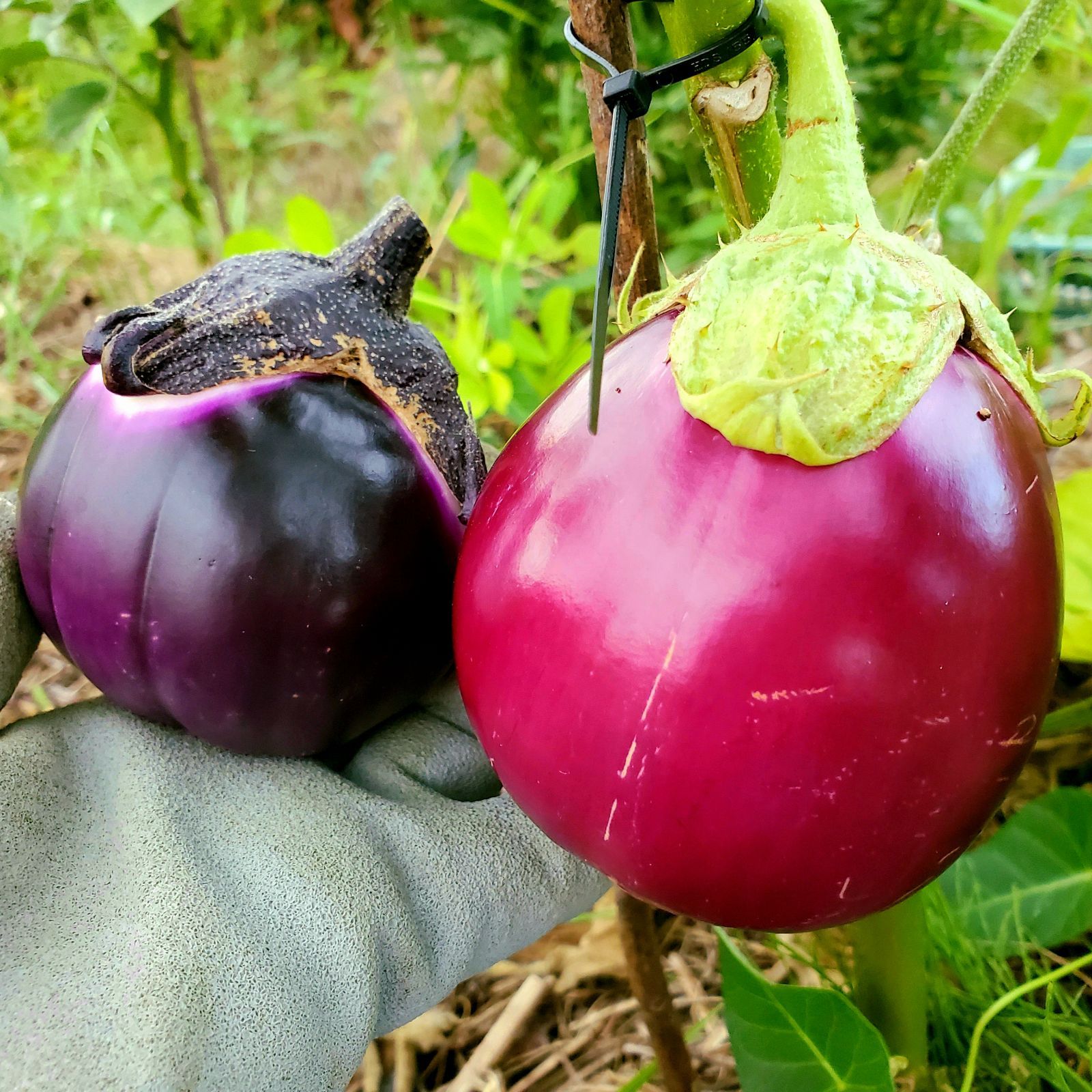 ロジータなすの種(自然栽培) ロジータなすの種(自然栽培) ロジータなすの種(自然栽培) - メルカリ