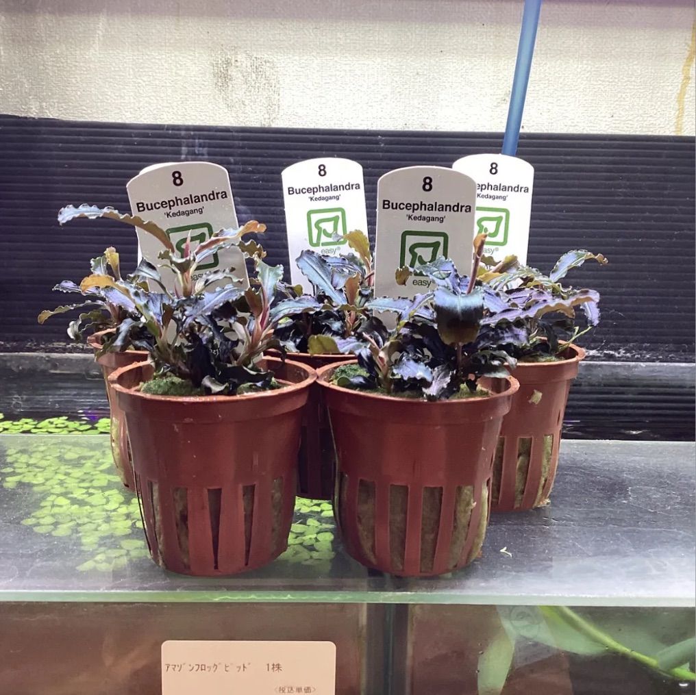 BUCEPHALANDRA for ポンコツ商店 Bucephalandra sp Sokan3 ShineBlue KN便 1株 | 熱帯植物 水草