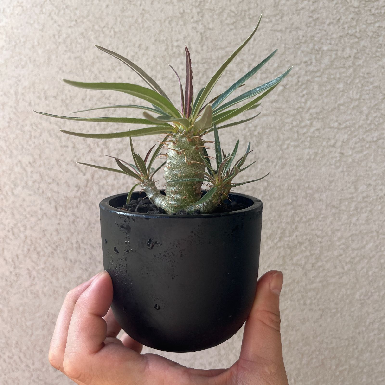 パキポディウム・グラキリス 実生株2年｜Pachypodium rosulatum