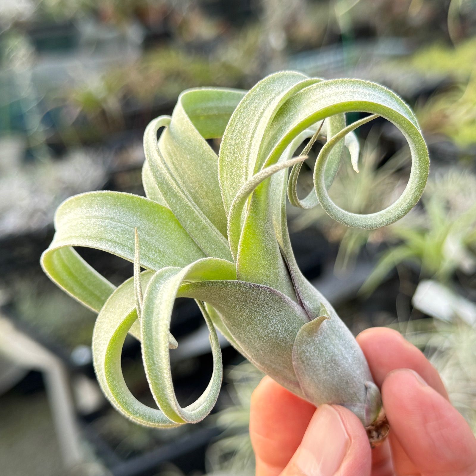 フラワー・ガーデニング Tillandsia cotagaitensis **50** チランジア カーリースリム Tillandsia Curly Slim (Tillandsia