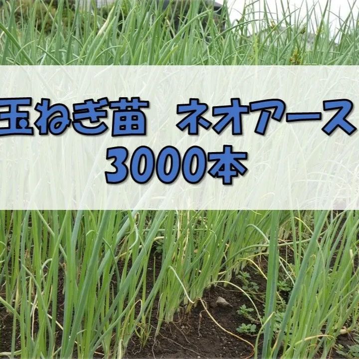 玉ねぎ 苗 ネオアース3000本!￥25000円 玉ねぎ苗 ネオアース 3000本 - メルカリ