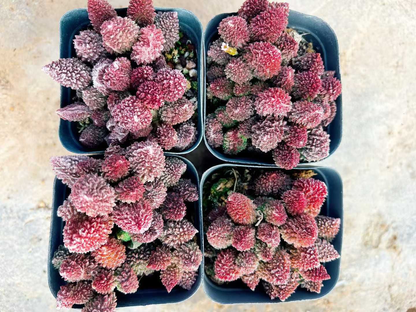 32株の抜き苗セット ヘレイ 多肉植物 佐川急便発送 エケベリア 韓国苗 LL2480