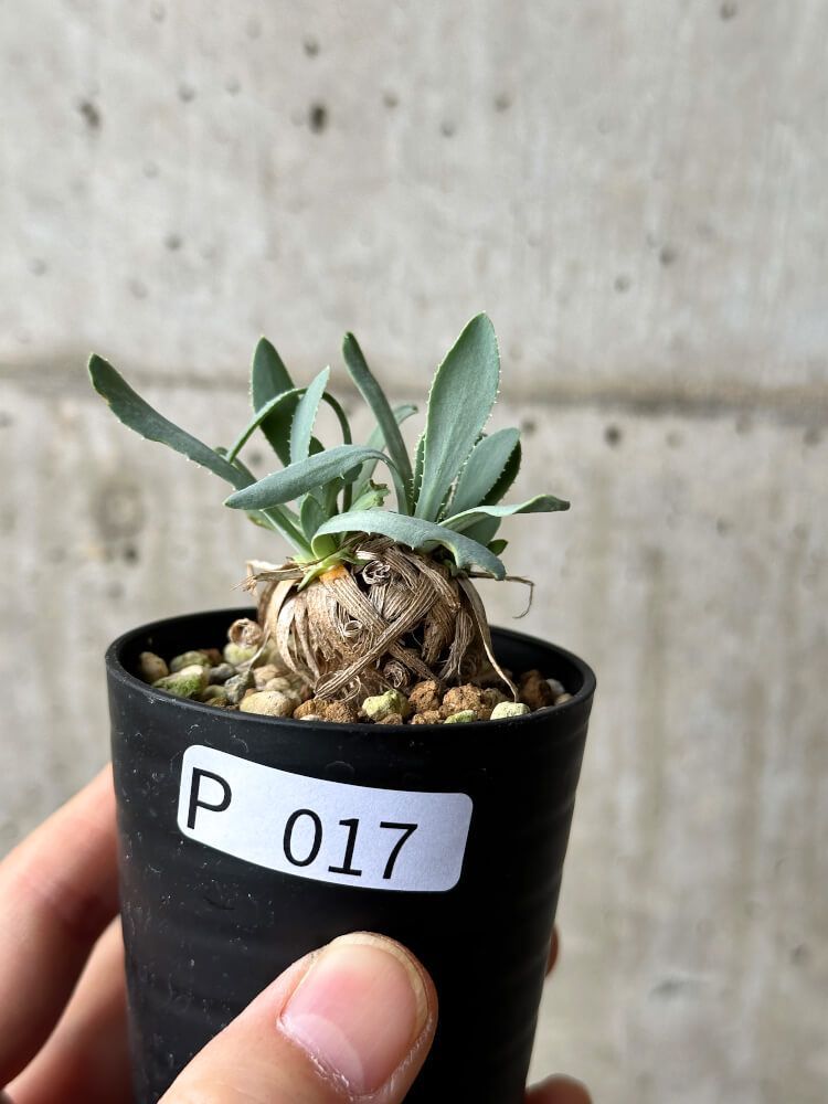 【現品限り】オトンナ・レトロルサ【P17】 Othonna retrorsa【植物】塊根植物 夏型 コーデックス