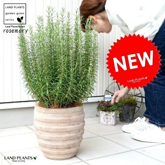 最終値下げ 九谷焼 銘 九谷正三 絵 変わり 赤絵 3点揃い 六角鉢 盆栽鉢