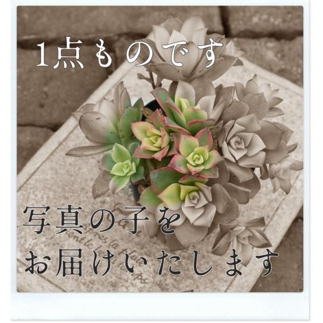 宮殿の寄せ植え ブルー yo47 たにく 多肉植物 寄せ植え 新築祝い 開店