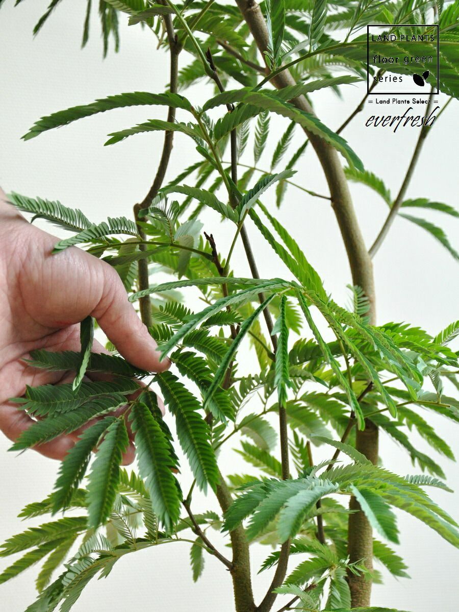 大型 観葉植物