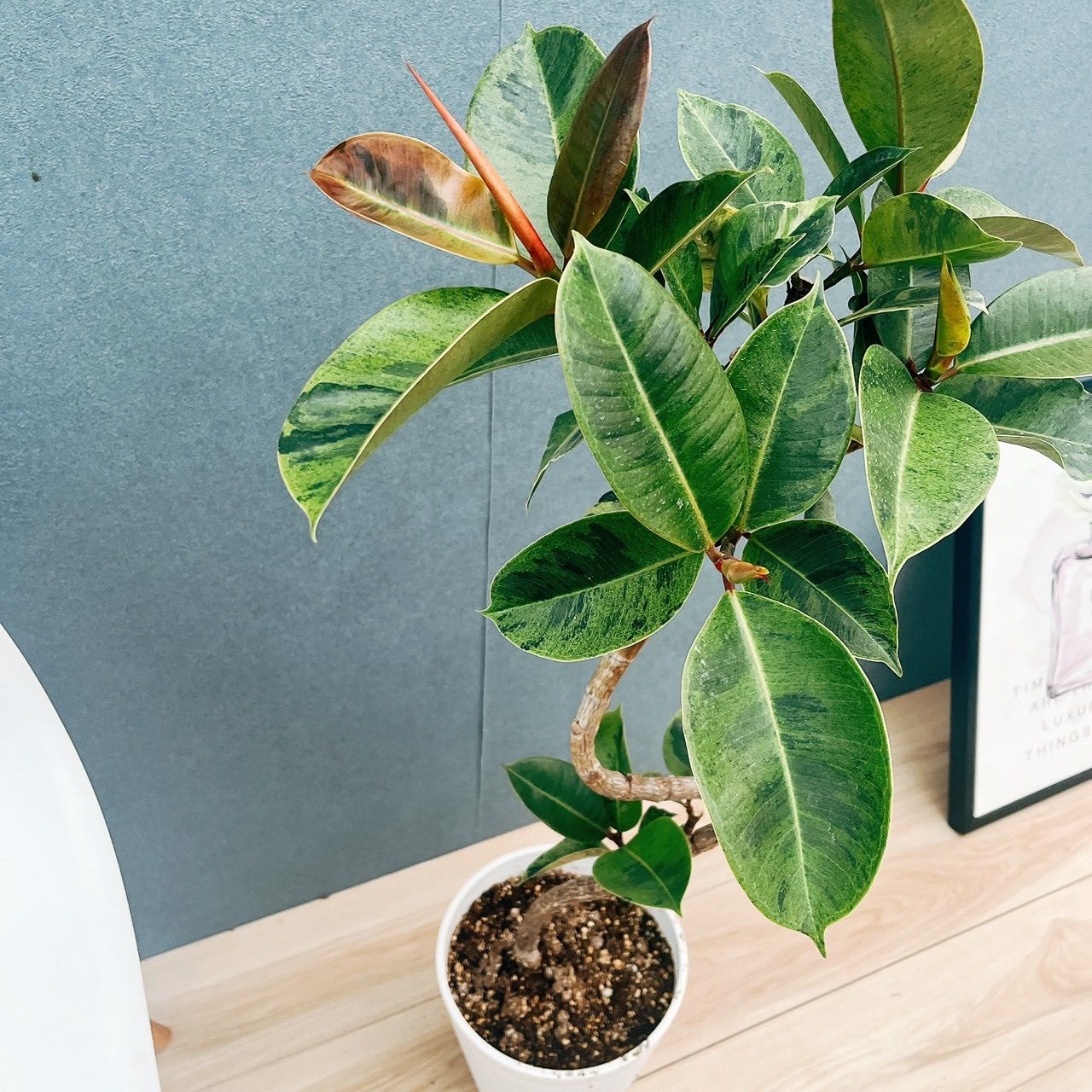 在庫 フィカス ジン 曲がり 7号 観葉植物 ゴムの木 室内 おしゃれ 斑入り 散り斑