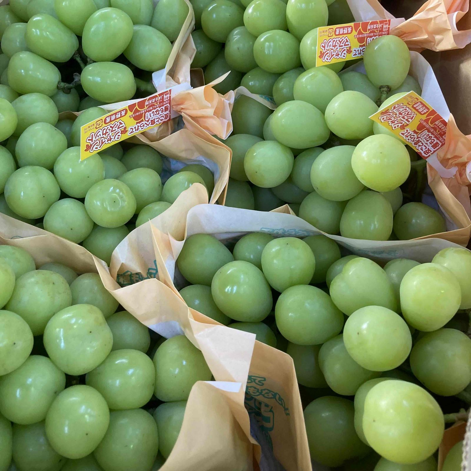 愛知県産シャインマスカット 2房 生産者直送! シャインマスカット2房と大粒他品種ぶどうの