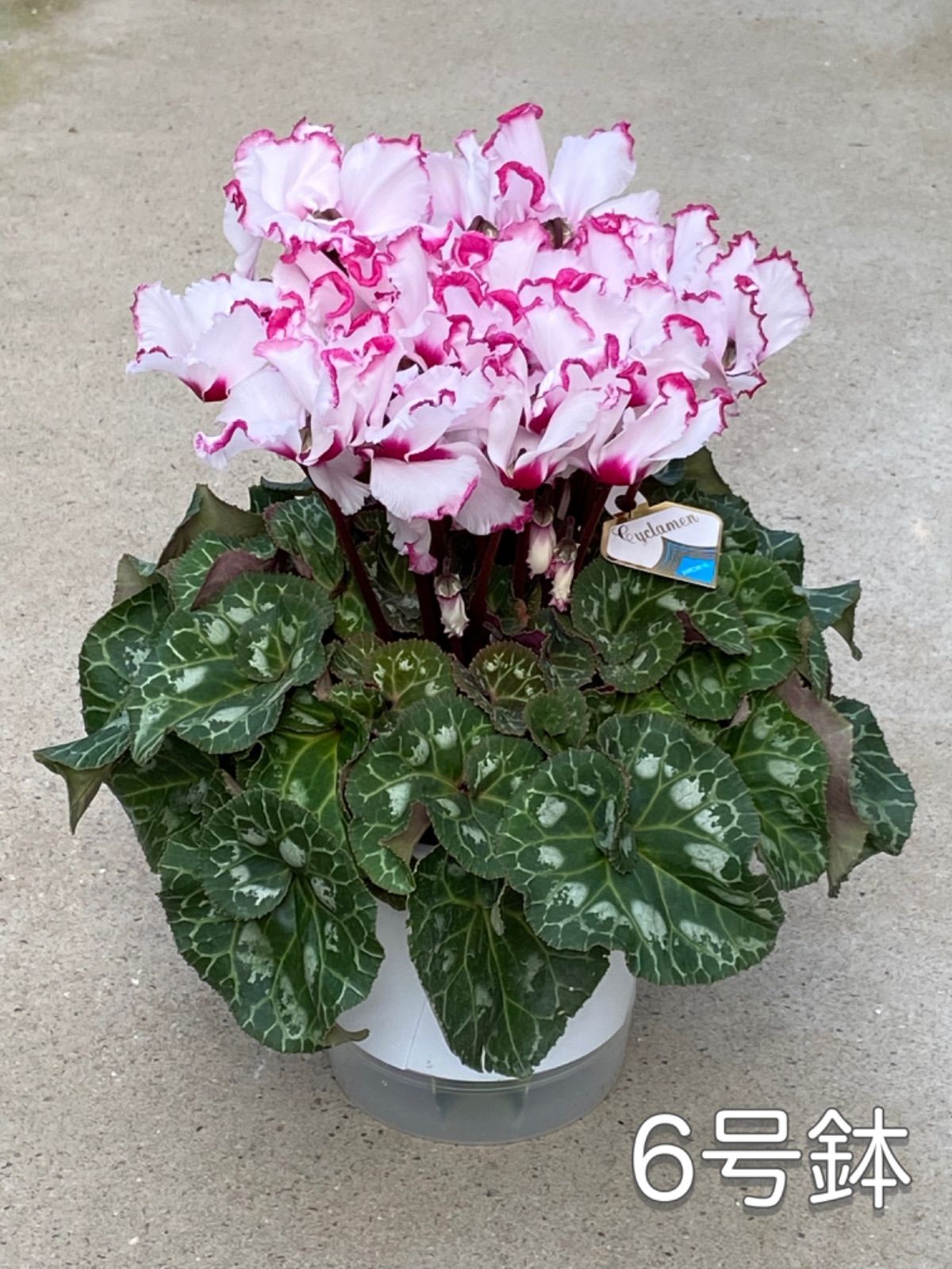 人気の福袋 全てのアイテム 新品 未使用 シクラメン ビクトリア 6号鉢 植物 観葉植物 Www Sundiscountpharmacy Com Www Sundiscountpharmacy Com