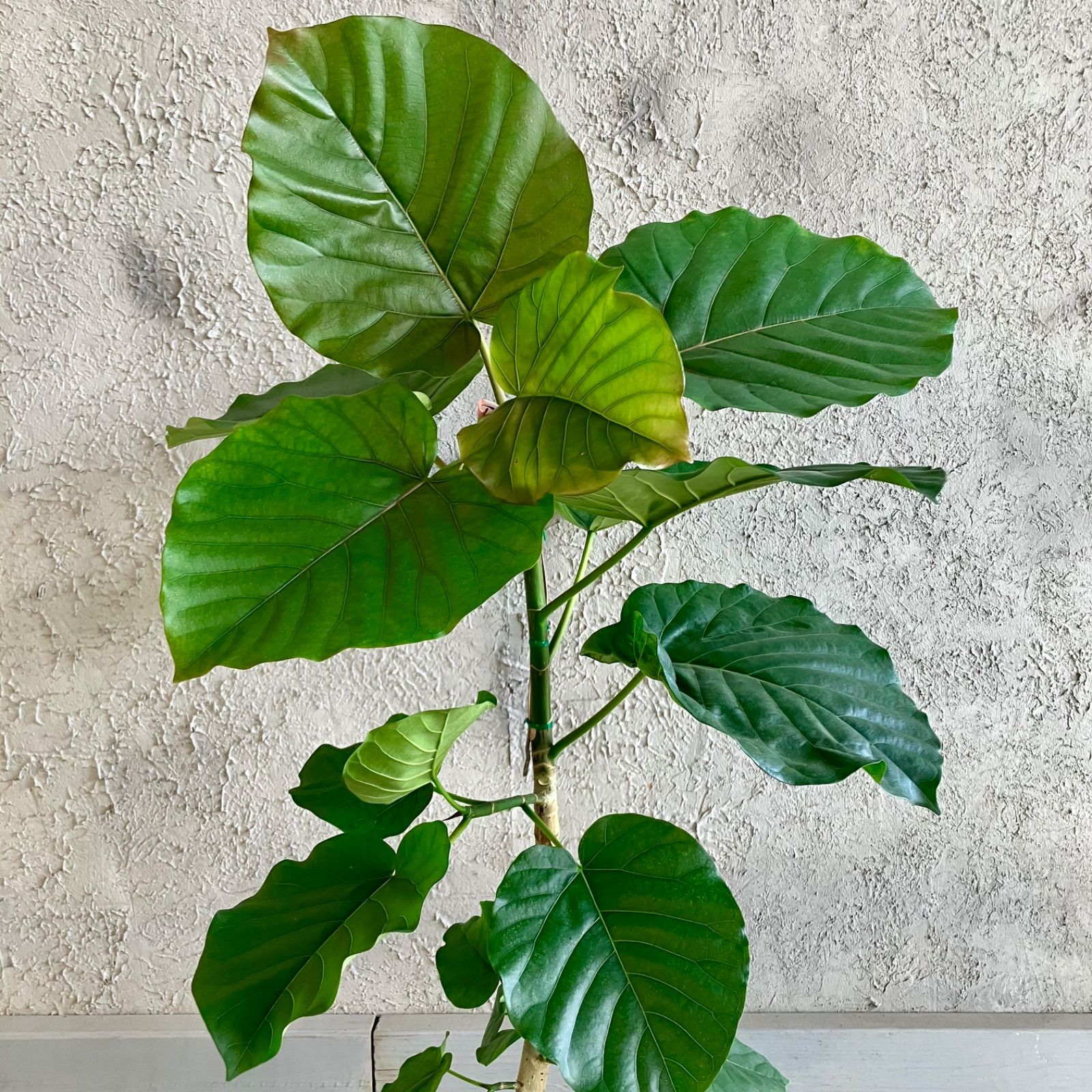 現品］98番 フィカス アルテシマ 曲がり 8号 観葉植物 室内 大型 ゴム