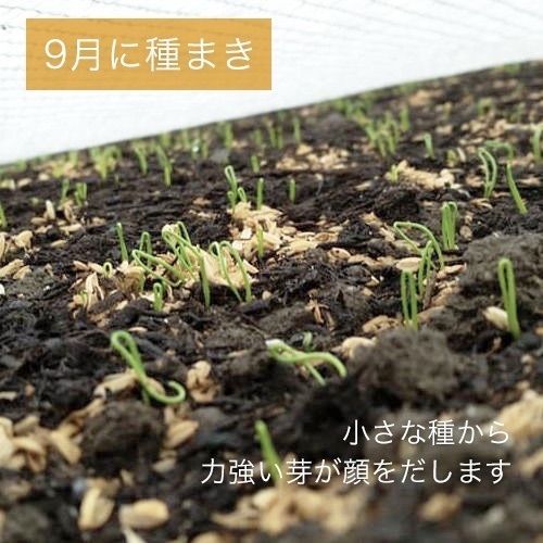 のサムネイル