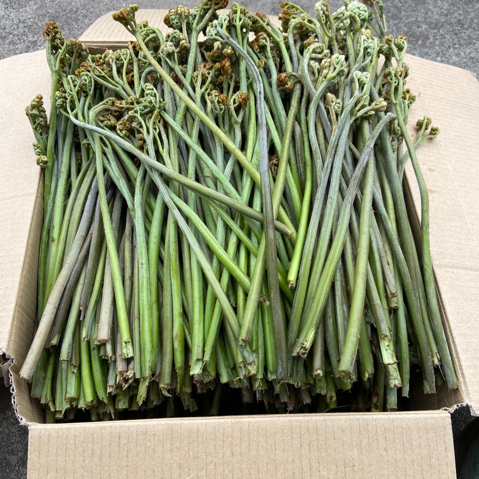 岩手県産ワラビ 8.5kg 大特価！本日採取 - メルカリ