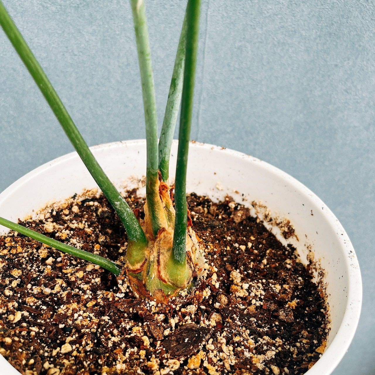 ［現品］【希少】ディオーンスピヌロスム　7号　観葉植物　レア　メキシコソテツ 現品］【希少】N1 ディオーンスピヌロスム 7号 観葉植物 レア メキシコ