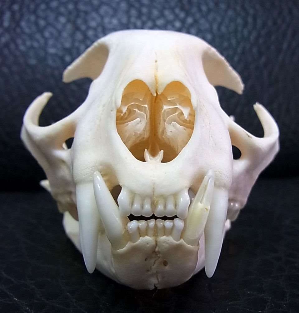 高品質！ボブキャットの頭骨 12.5cm 【公式通販】