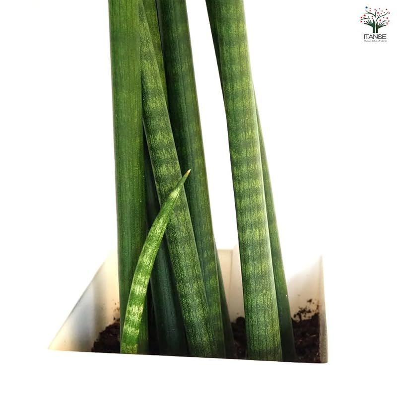 学名 Sansevieria