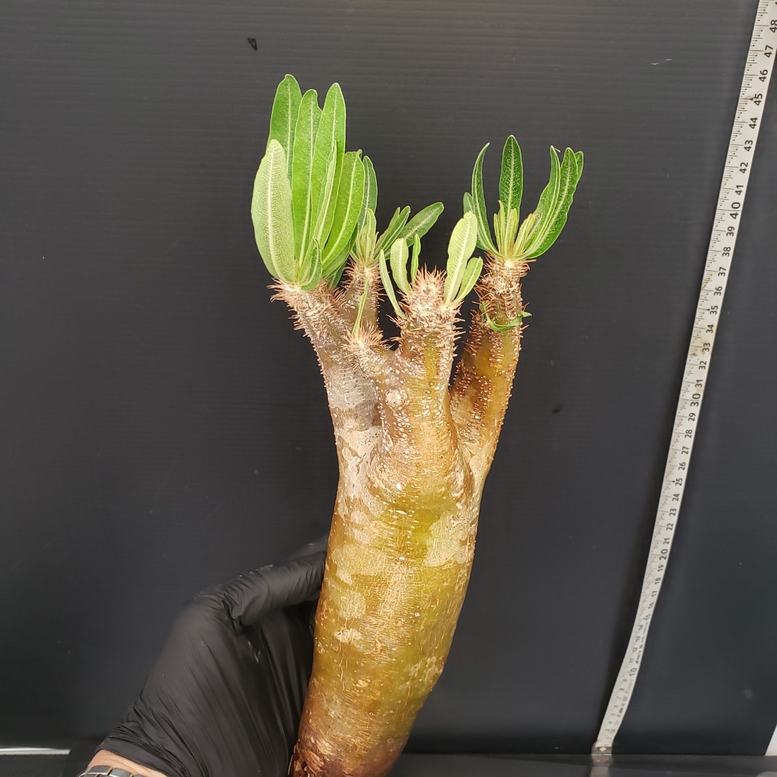 S241【自社養生・発根株】Pachypodium イノピナツム（現地球