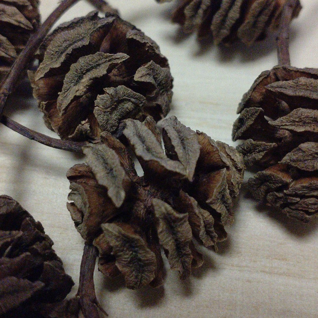 メタセコイアの実（50個） - メルカリ