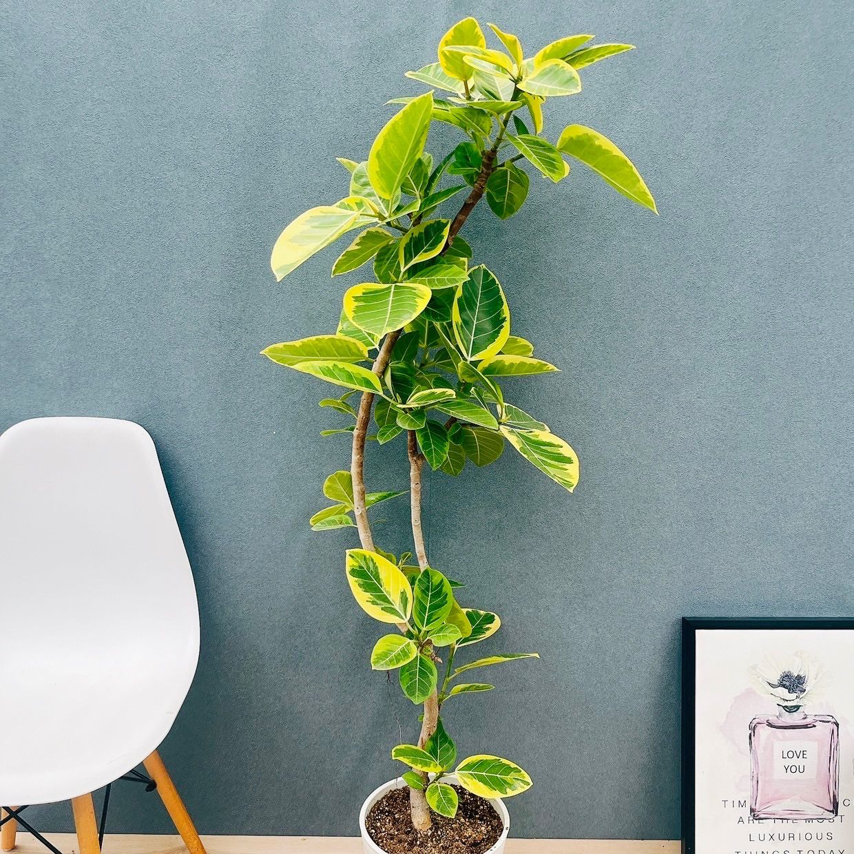 現品］1番 フィカス アルテシマ 曲がり 8号 観葉植物 室内 大型