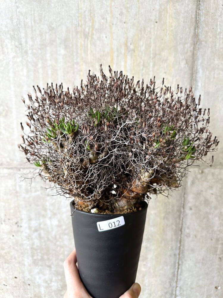 現品限り】チレコドン・レティキュラータス 万物想【L12】 Tylecodon reticulatus【植物】塊根植物 夏型 コーデックス - メルカリ