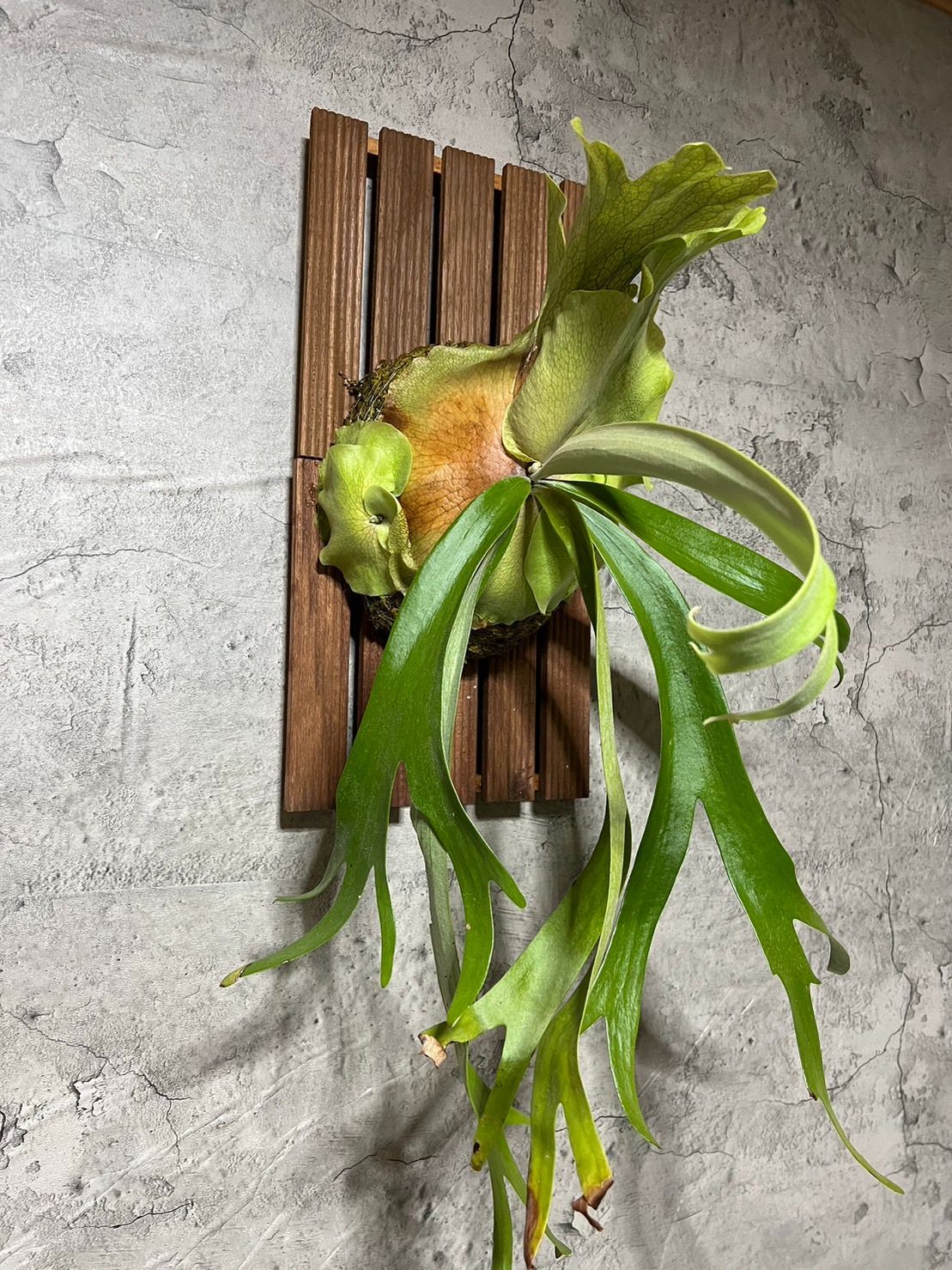willinckii piti ビカクシダ 天龍蕨🐉植研所🌱｜Fern studio | P. willinckii dwarf Au Chai