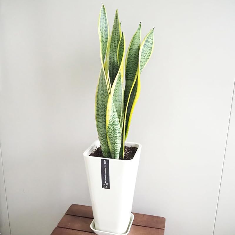 ＩＴＡＮＳＥ サンスベリア ローレンティ 6号 受皿付き 1個売り 品種で選べる観葉植物 学名 Sansevieria trifasciata ‘Laurentii’ リュウゼツラン科サンセベリア属 流通名 サンスベリア センセベリア トラノオ 原生