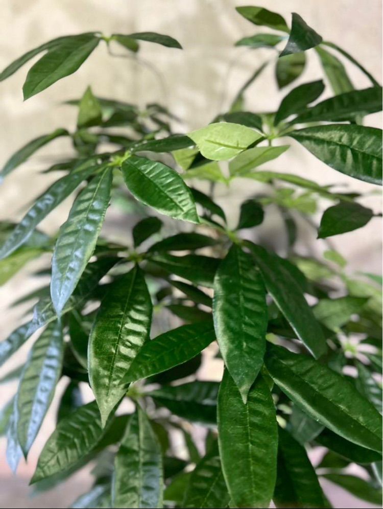 光触媒 人工観葉植物 ウォールグリーン フェイクグリーン パキラ 光触媒 人工観葉植物 ウォールグリーン フェイクグリーン パキラ