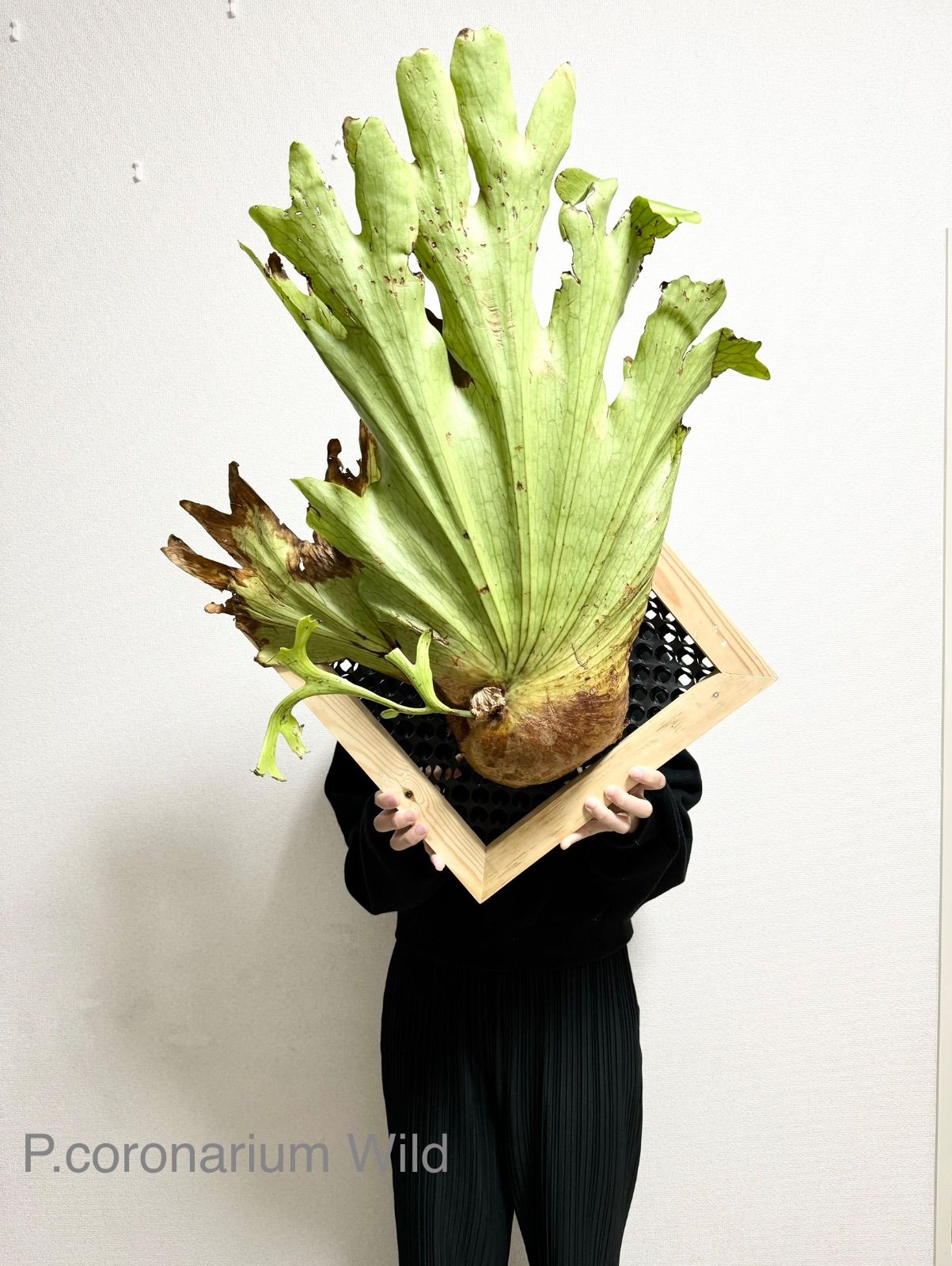 ビカクシダ／コロナリウム／P.coronarium／引き取り希望 その後の ビカクシダ コロナリウム (P. coronarium) ① | calmplantsの