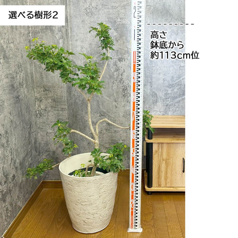 Amazon｜おしゃれ 観葉植物：シェフレラ ハッピーイエロー*7号 茶