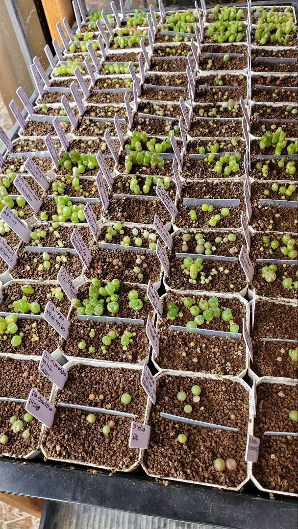 おまかせ種子25種類 10粒ずつセット