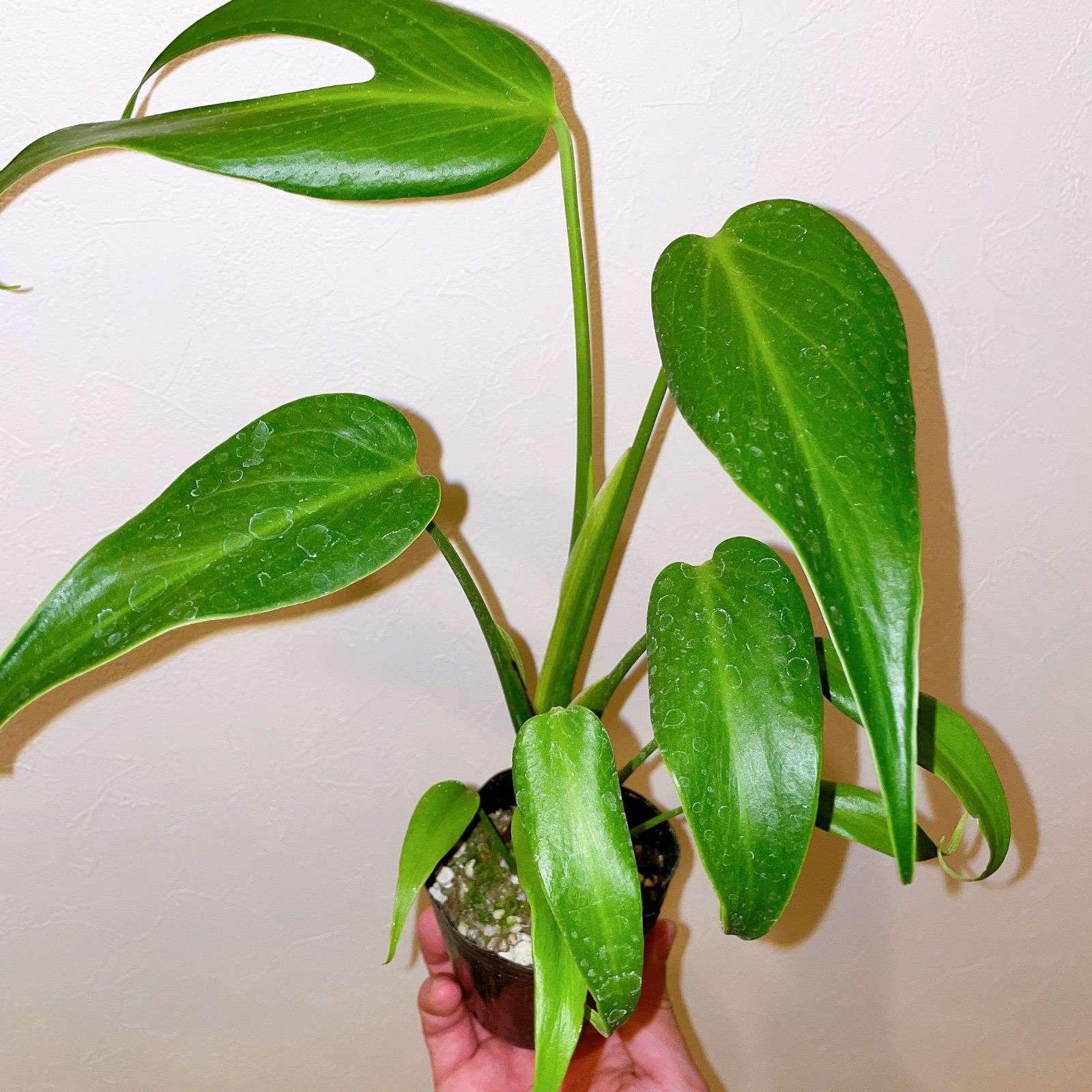 モンステラ バールマルクスフレーム モンステラ バールマルクス