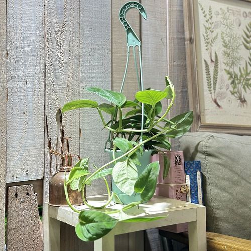 お礼や感謝伝えるプチギフト 観葉植物 モンステラ 2224 3.5号吊り鉢(個体おまかせ1鉢 モンステラ・ポトス