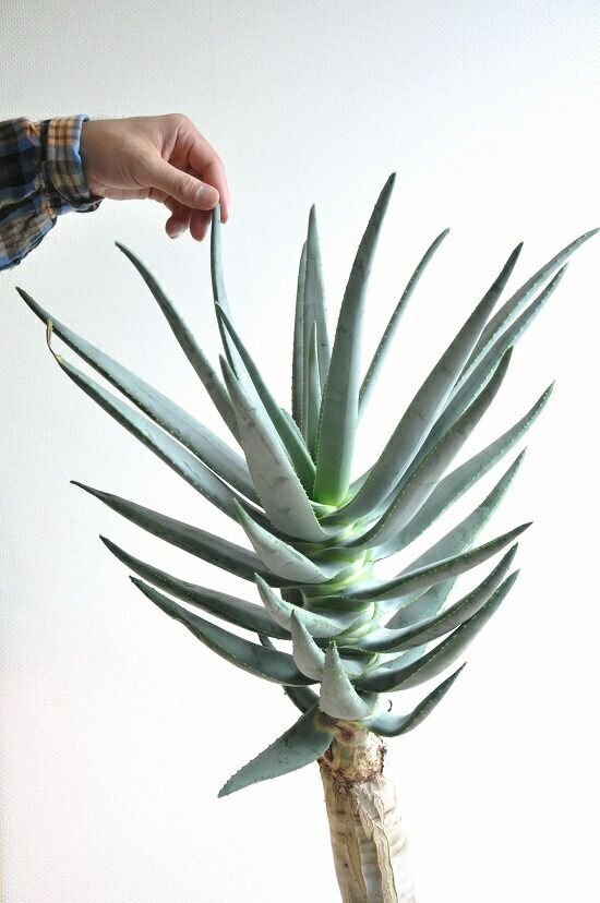 アロエ（ディコトマ） 10号 セラアート鉢 黒色 【バークチップ・プラ皿