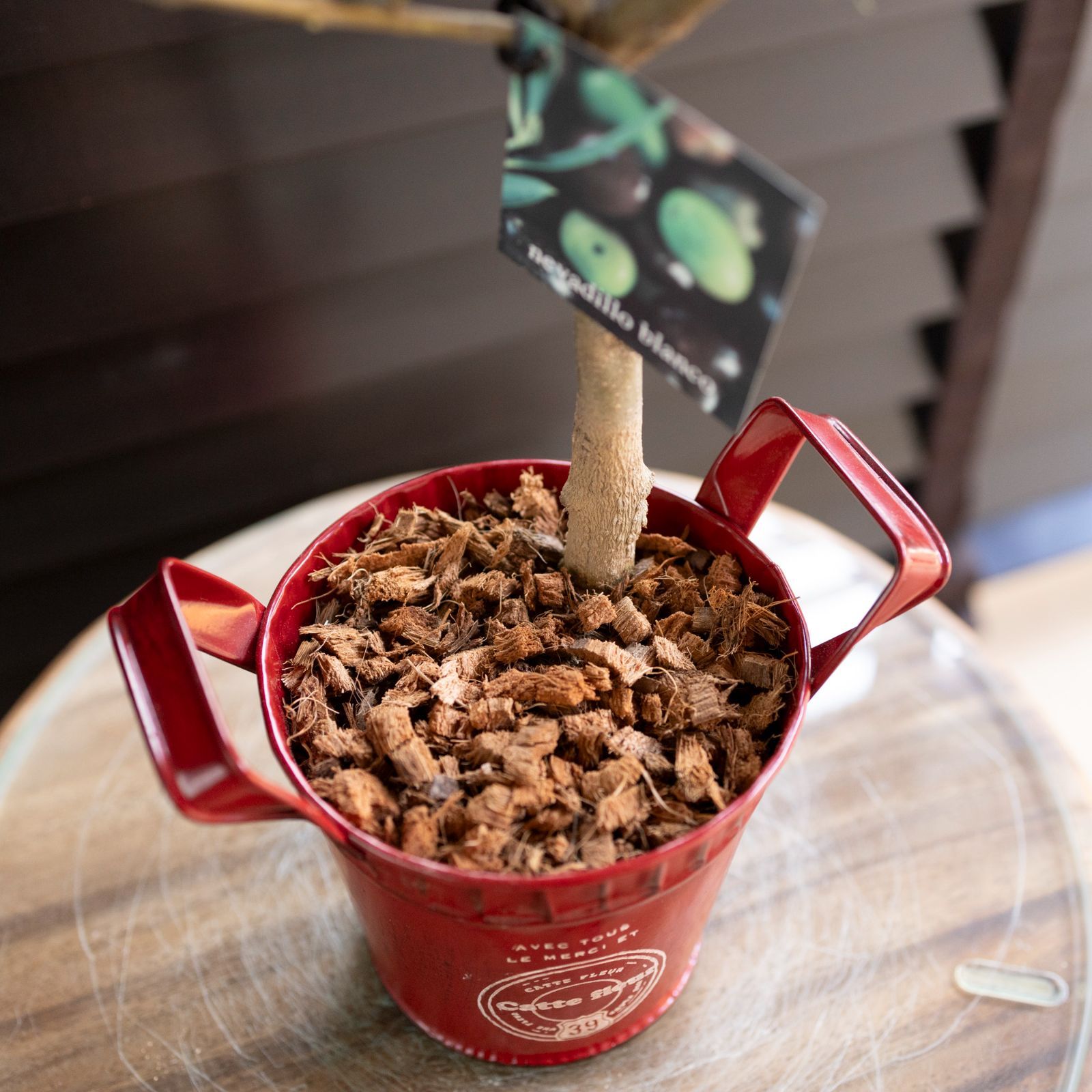 クリスマス オリーブ 2鉢セット 創樹 Olive オリーブの木 盆栽 SOUJU