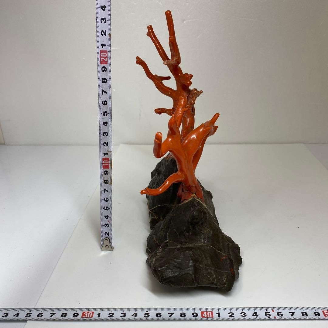 本肉赤珊瑚 原木 トウエ 東さ6-1216☆1F - メルカリ