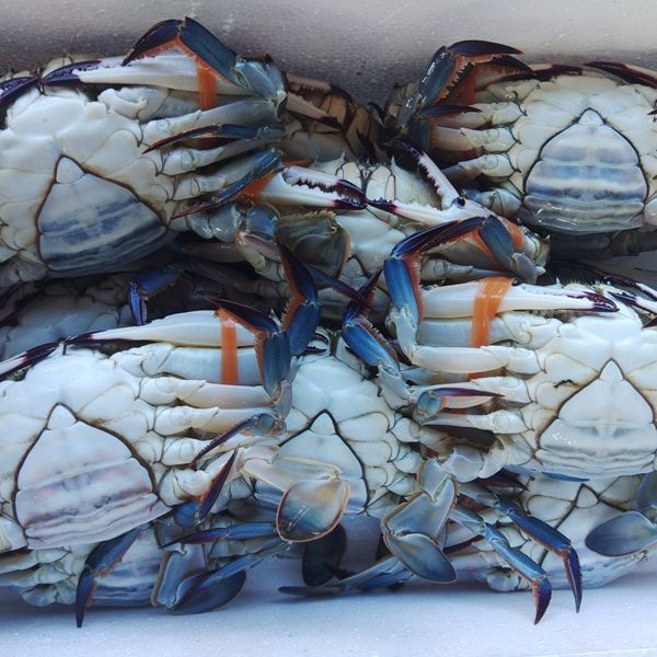平日15時まで B級品 ワタリガニ 10kg 渡り蟹 オスメス サイズ混み 宮城県産 冷凍 ガザミ スープ用10kg 冷凍蟹 冷凍カニ