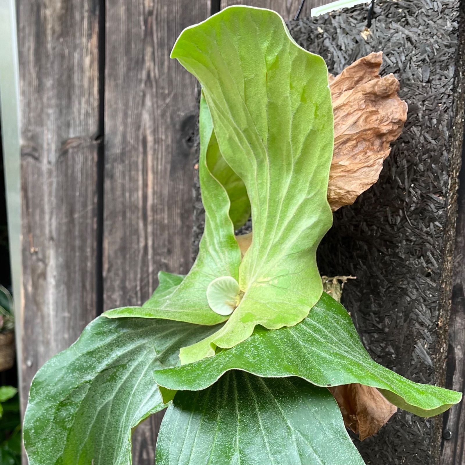 ビカクシダ エレファントティス ritv】 P. elephantotis mutant