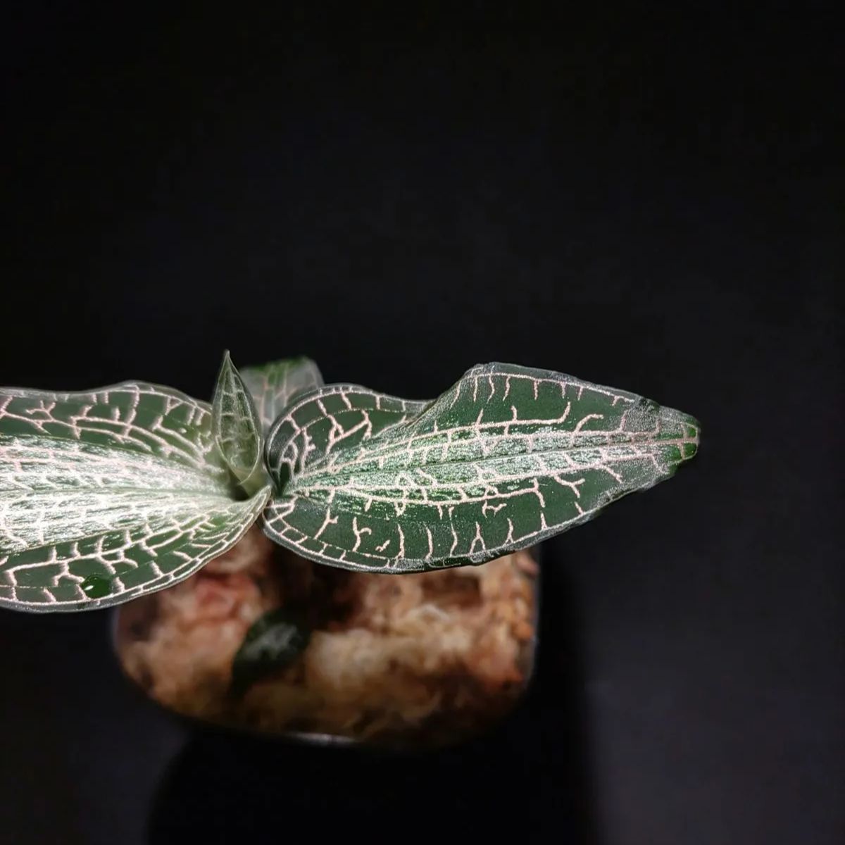 グッディエラ ハチテラータ ジュエルオーキッド - メルカリ