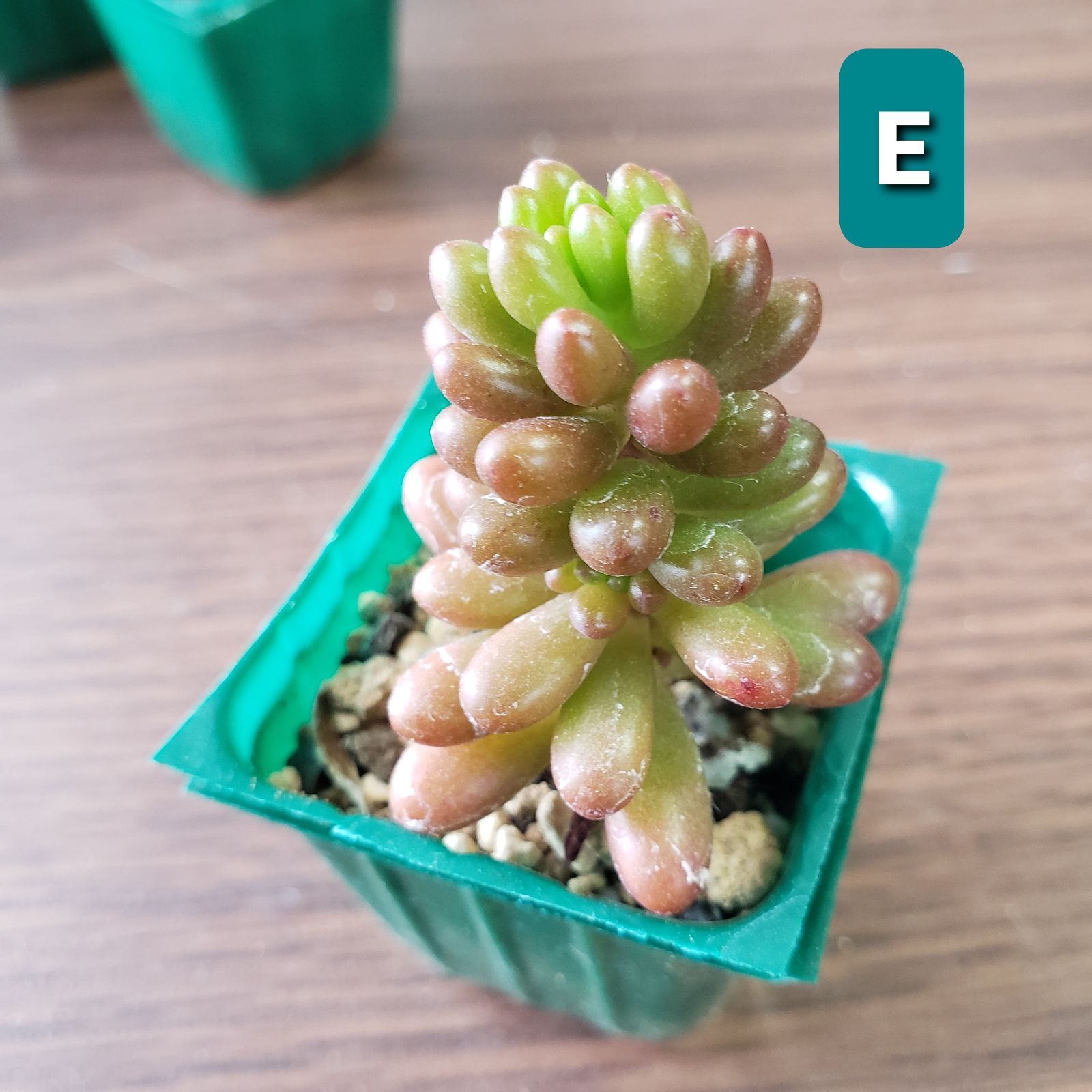 多肉植物 セダム アップルベリー 抜き苗 - メルカリ