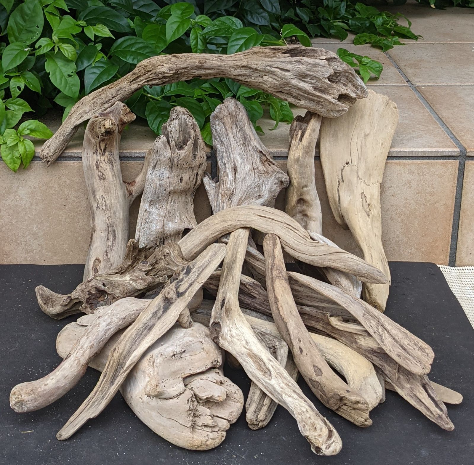 【大型流木】85cm アク抜き消毒済み 大型流木】85cm アク抜き消毒済み 大型流木】85cm アク抜き消毒済み