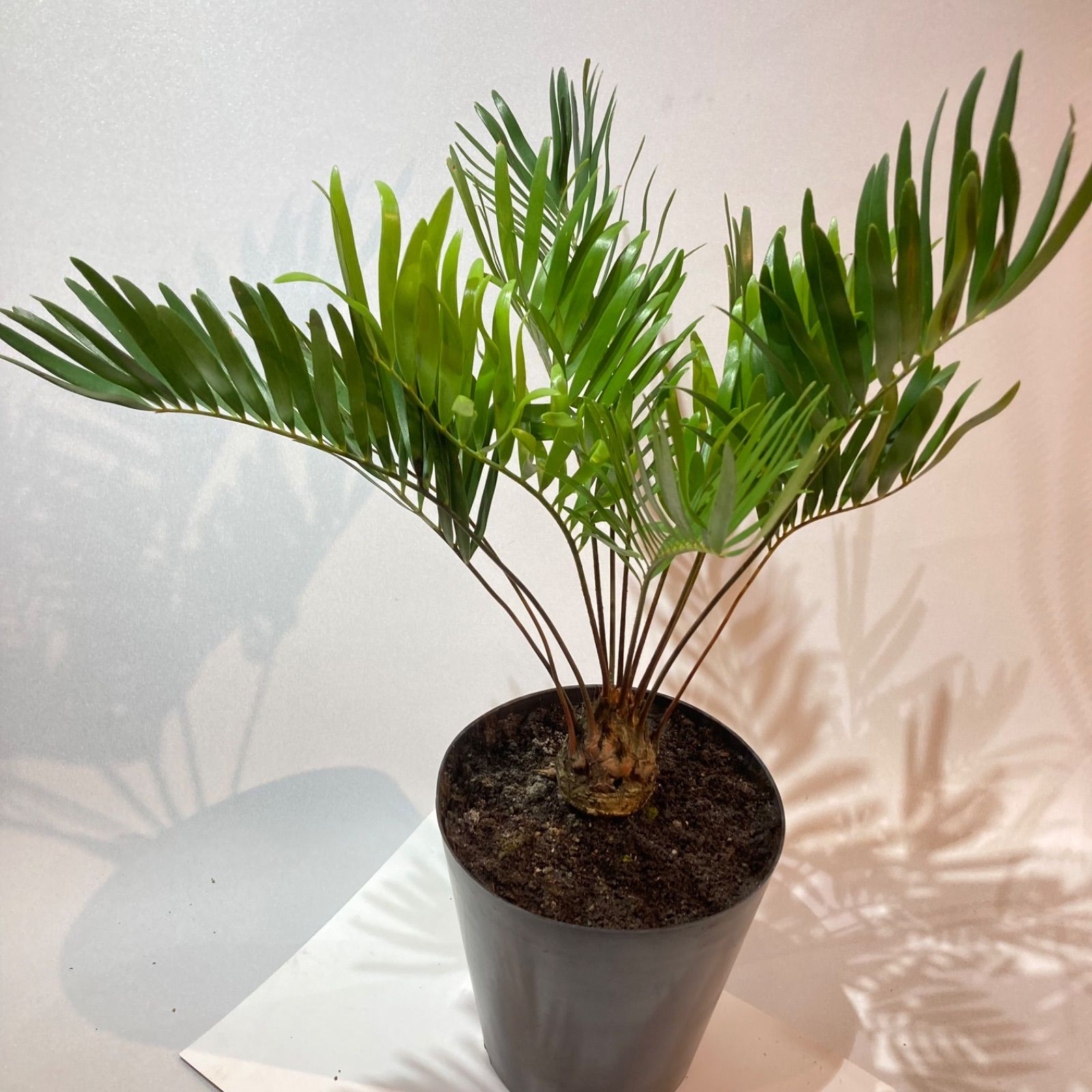 ザミア フロリダーナ 稀少な4頭極上株 ザミア フロリダーナ 4頭