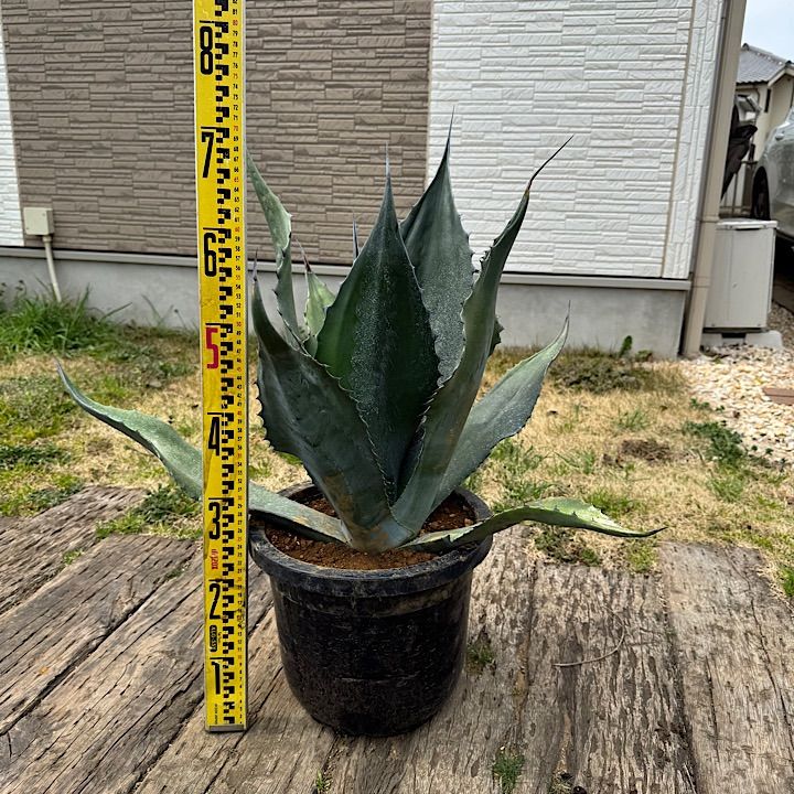 大株】アガベ フェロックス ブラック ナッツ アガベ 大株 サルミ