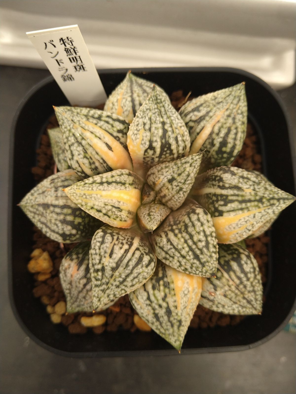 ♪♪ハオルチア 新氷砂糖錦 糊斑 多肉植物♪♪
