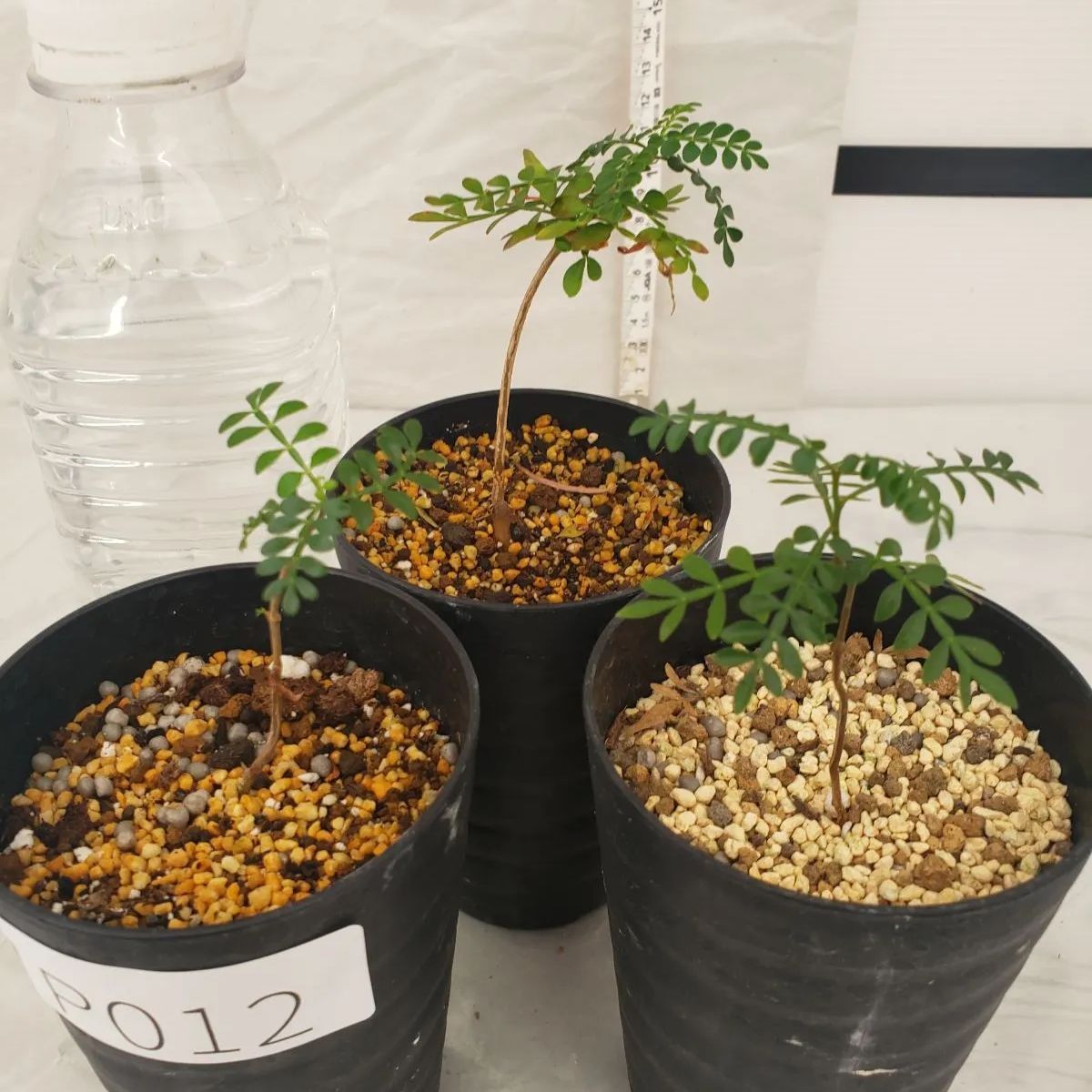 P012【SALE商品】オペルクリカリア パキプス 3株セット（実生・鉢植え）【灌木系・塊根植物】 - メルカリ