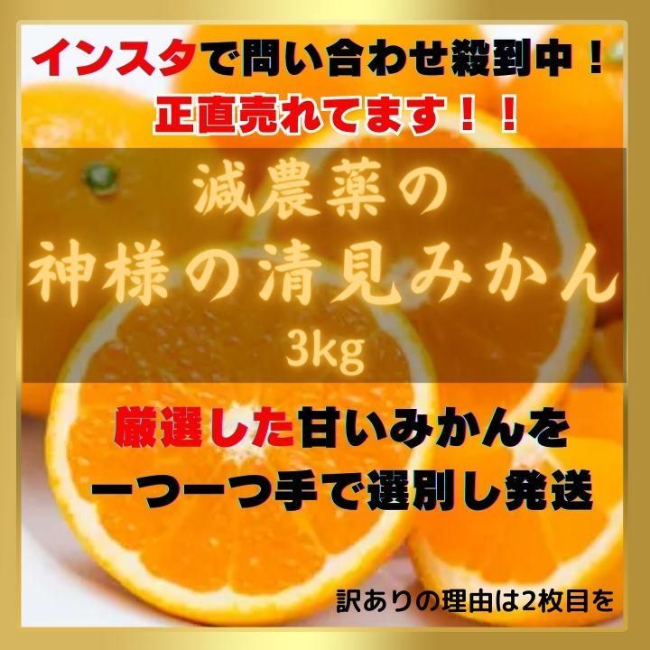 清見オレンジ 訳あり 3㎏ 和歌山県産 清見みかん 減農薬 Orange - 果物